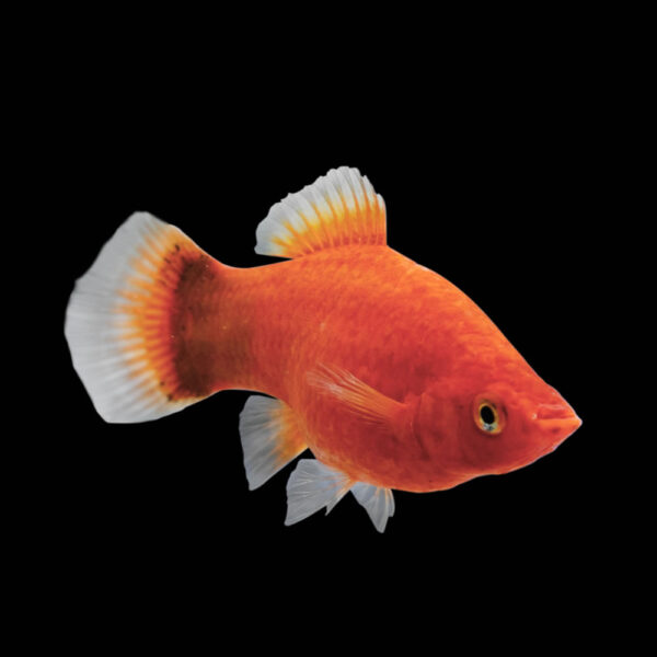 Platy Rojo