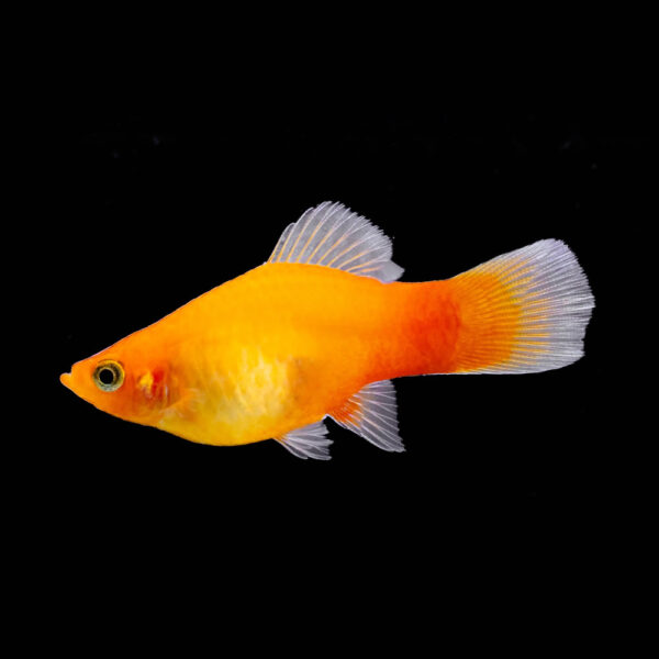 Platy Yemahuevo