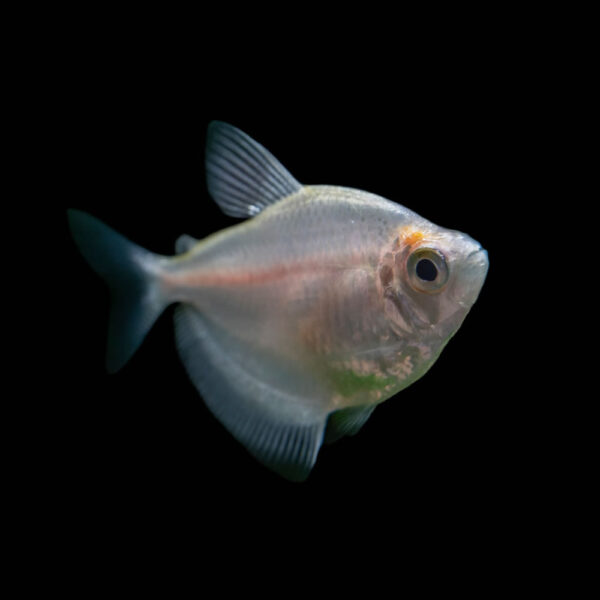 Black Tetra Albino