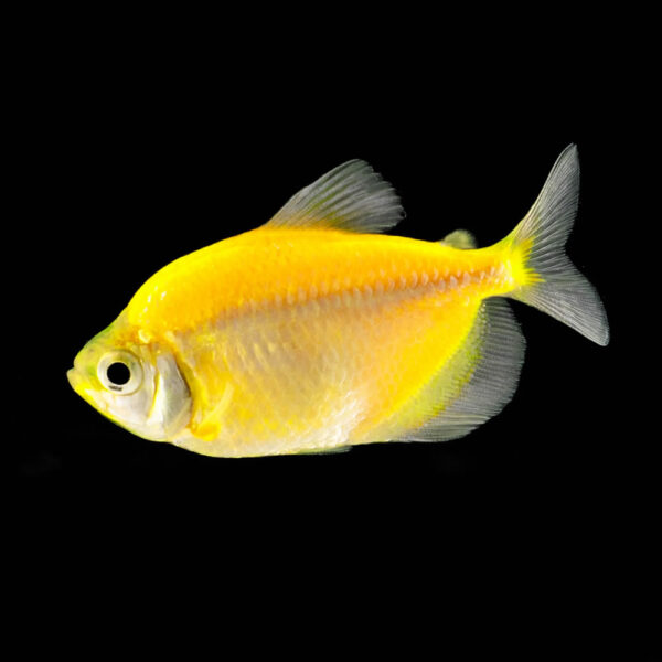 Tetra Amarillo