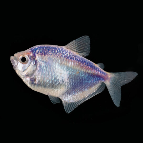 Tetra Azul