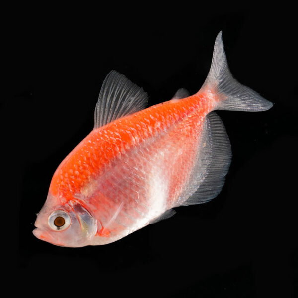 Tetra Fucsia