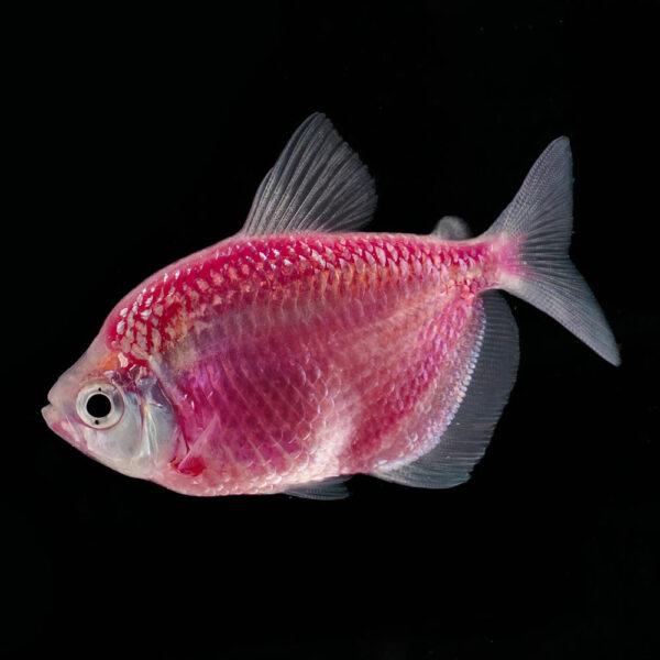 Tetra Morado