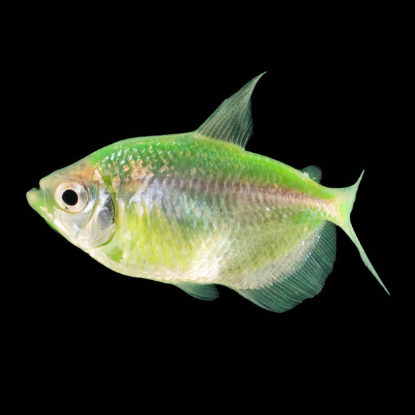 Tetra Verde Perla