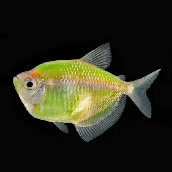 Tetra Verde