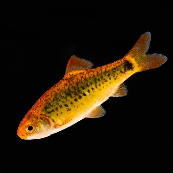Barbus Oro