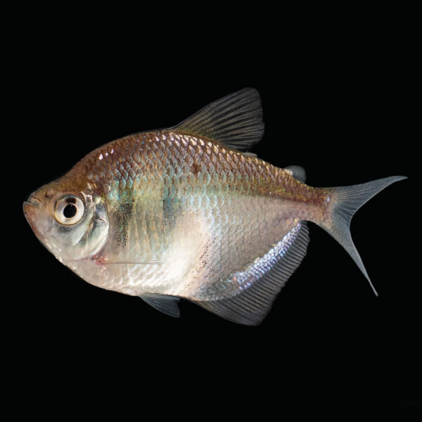 Black Tetra