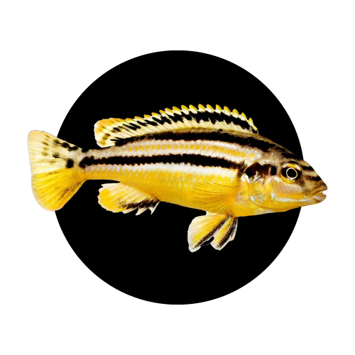 Ciclidos