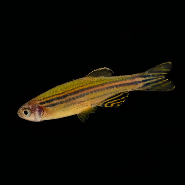Danio Cebra Común
