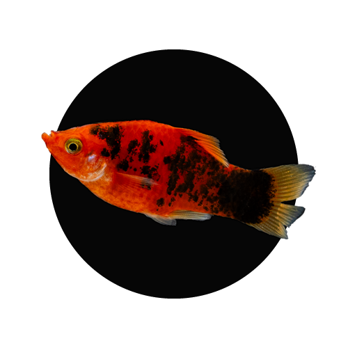 Platis